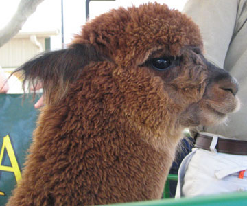 alpaca