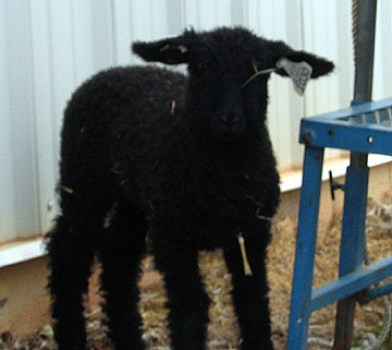 A lamb sticks close to mom being shorn