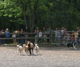 sheep herding